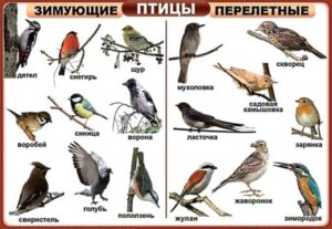Комплект печатных пособий, включающий в том числе таблицы с изображениями домашних, диких, декоративных птиц, набор раздаточных карточек «Птицы»