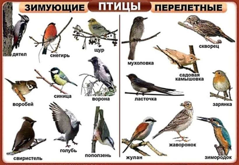 Комплект печатных пособий, включающий в том числе таблицы с изображениями домашних, диких, декоративных птиц, набор раздаточных карточек «Птицы»