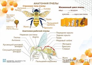 Учебные плакаты по пчеловодству, комплект