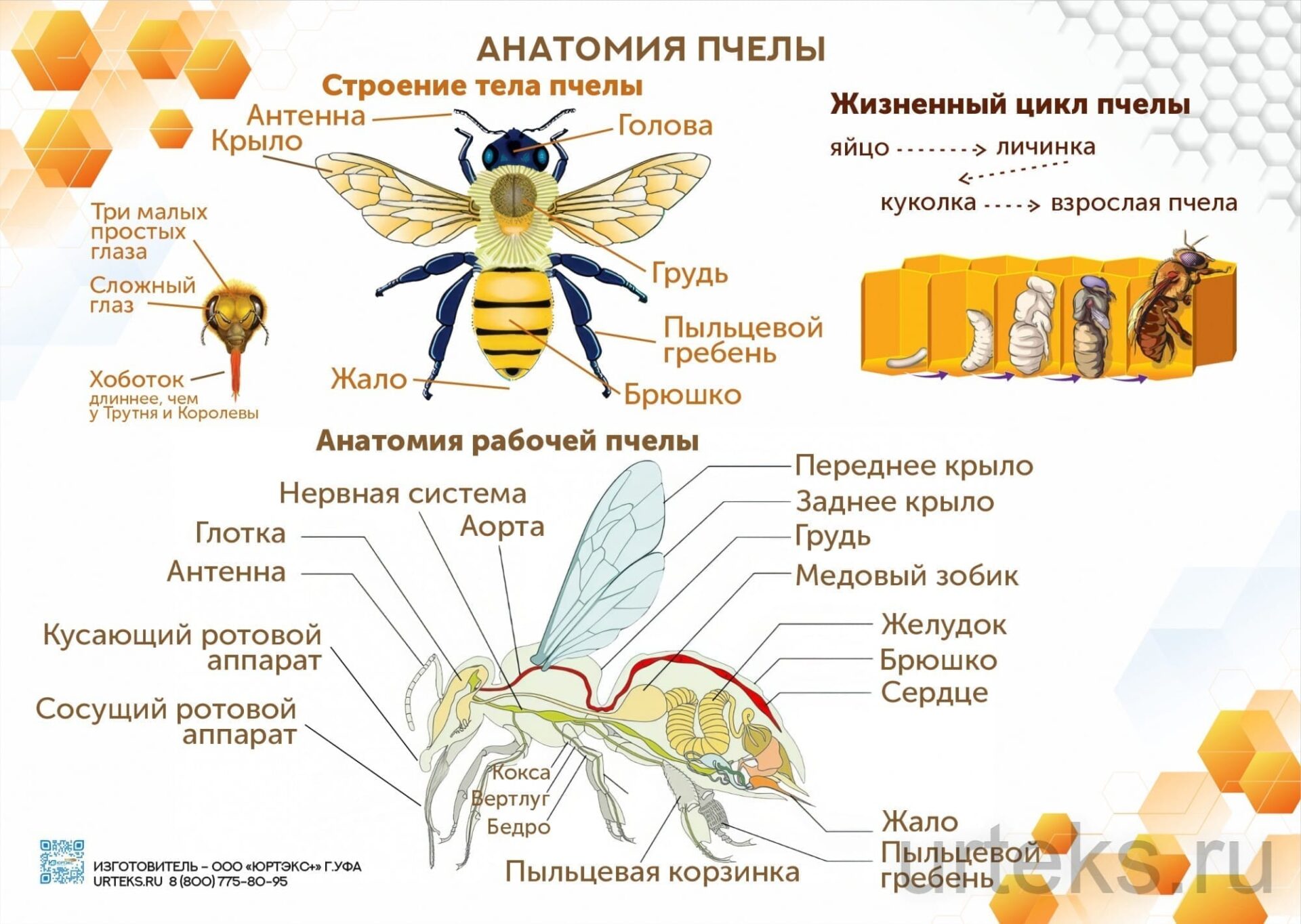 Учебные плакаты по пчеловодству, комплект